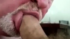 Daddy bear sucking cock